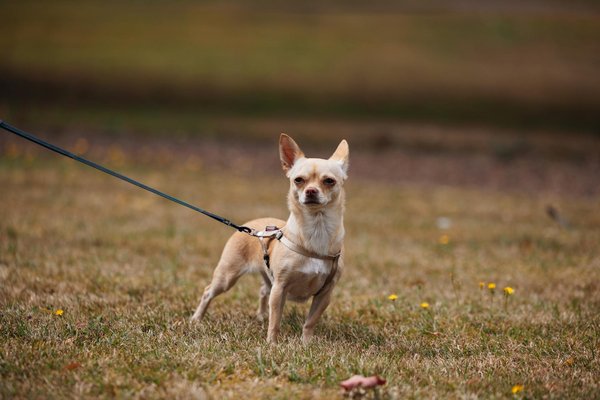 Wat zijn de voordelen van cross-training?